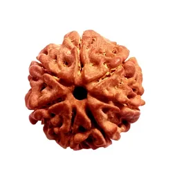 RUDRAKSHA__kashi vishwanth pearls & Rudraksha Kendra