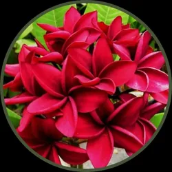 SHOP_BY_CATEGORY_LIVE_PLANTS__Pb Plant