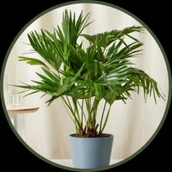 SHOP_BY_CATEGORY_BEST_SELLERS__Pb Plant