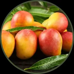 SHOP_BY_CATEGORY_FRUIT_AND_FRUIT_TREE__Pb Plant