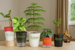 SHOP_BY_CATEGORY_SELF_WATERING_POTS__STI GREEN