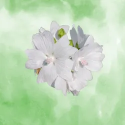 SHOP_BY_NOTES_Musk__Venus Maris