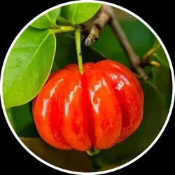 SHOP_BY_CATEGORY_FRUIT_PLANT__Eco Leafs