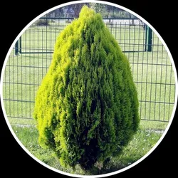 SHOP_BY_CATEGORY_INDOOR_PLANT__Eco Leafs