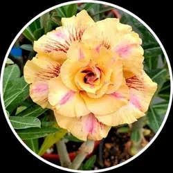 SHOP_BY_CATEGORY_FLOWER_PLANT__Eco Leafs