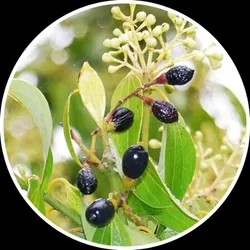 SHOP_BY_CATEGORY_SPICE_PLANT__Eco Leafs