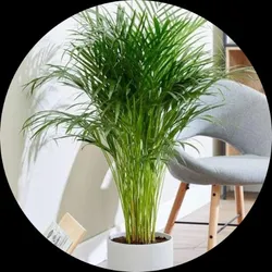 SHOP_BY_CATEGORY_ORNAMENTAL_PLANT__Eco Leafs
