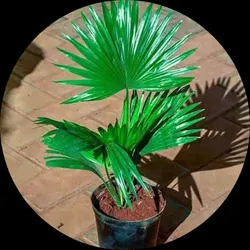 SHOP_BY_CATEGORY_FOREST_PLANT__Eco Leafs