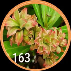 SHOP_BY_CATEGORY_ALL_PRODUCTS__Mondal Nursery