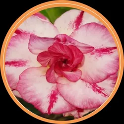 SHOP_BY_CATEGORY_ADENIUM_PLANT__Mondal Nursery