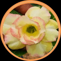 SHOP_BY_CATEGORY_NEW_ARRIVALS__Mondal Nursery