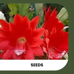 SHOP_BY_CATEGORY_SEEDS__ZXXYANBI