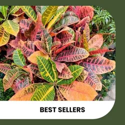 SHOP_BY_CATEGORY_BEST_SELLERS__ZXXYANBI