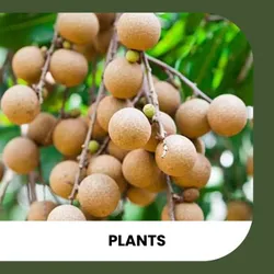 SHOP_BY_CATEGORY_PLANTS__ZXXYANBI