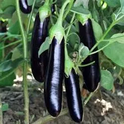 SHOP_BY_CATEGORY_Seeds__Bagichawala