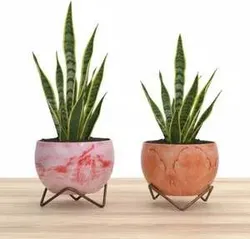 SHOP_BY_CATEGORY_DUAL_POTS__Urban Nest