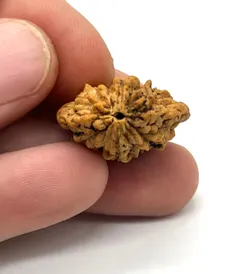 COLLECTIONS_RUDRAKSHA__Ratna Setu