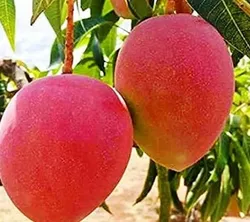 MORE_CATEGORIES_SPECIAL_MANGO_PLANTS__Plants Plaza