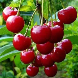 SHOP_BY_CATEGORY_FRUIT_PLANTS__Plants Plaza