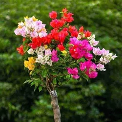 SHOP_BY_CATEGORY_MULTIGRAFTED_FLOWER___Plants Plaza