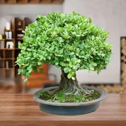 SHOP_BY_CATEGORY_BONSAI_PLANTS__Plants Plaza