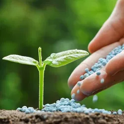 MORE_CATEGORIES_FERTILIZERS__Plants Plaza