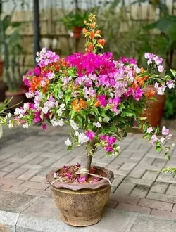 SHOP_BY_CATEGORY_BEST_SELLERS__Plantbazar