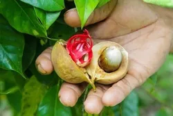 SHOP_BY_CATEGORY_SEED__Plantbazar