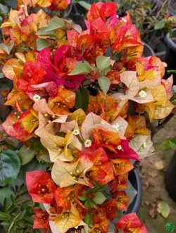 SHOP_BY_CATEGORY_FLOWER_PLANT__Plantbazar