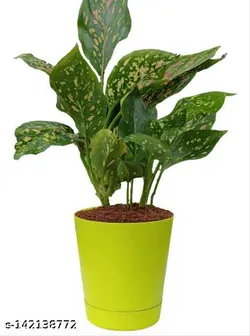 SHOP_BY_CATEGORY_Flowers__Gifts and Green