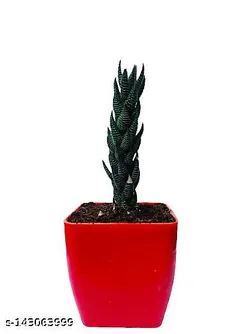 SHOP_BY_CATEGORY_Cacti__Gifts and Green