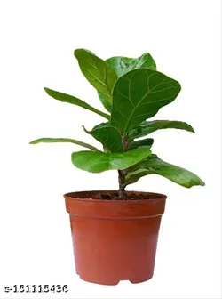 SHOP_BY_CATEGORY_Ornamental_And_Shade_Trees__Gifts and Green