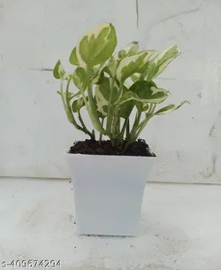 SHOP_BY_CATEGORY_Cacti_And_Succulents__Gifts and Green