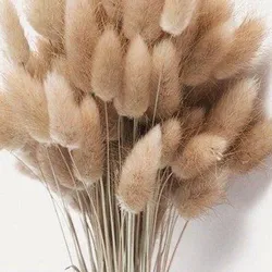 SHOP_BY_CATEGORY_Dried_Plants__Artecasa