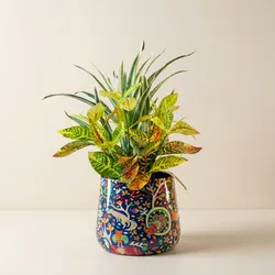 SHOP_BY_CATEGORY_Plant_Bowl__Allotrope