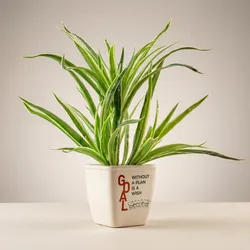 SHOP_BY_CATEGORY_Cacti_And_Succulents__Allotrope