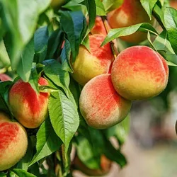 SHOP_BY_CATEGORY_EXOTIC_FRUIT_PLANTS__Plants Villa