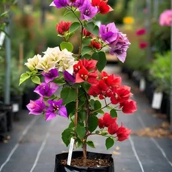 SHOP_BY_CATEGORY_MULTIGRAFTED_FLOWER__Plants Villa