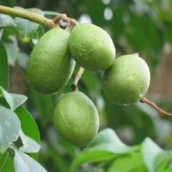 MORE_CATEGORIES_ALL_TIME_FRUITING__Plants Villa