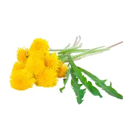 SHOP_BY_INGREDIENTS_DANDELION__Vedancy