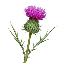 SHOP_BY_INGREDIENTS_MILK_THISTLE__Vedancy