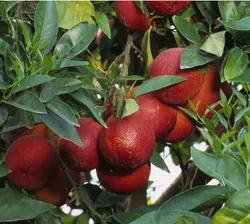 SHOP_BY_CATEGORY_EXOTIC_FRUIT_PLANT__Sampa Baingan