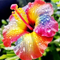 SHOP_BY_CATEGORY_BEST_SELLER__Sampa Baingan