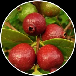 SHOP_BY_CATEGORY_GUAVA_PLANT__Agro Nursery West Bengal