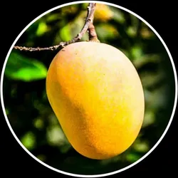 SHOP_BY_CATEGORY_MANGO_PLANT__Agro Nursery West Bengal