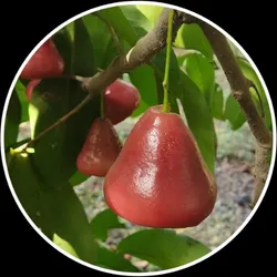 SHOP_BY_CATEGORY_COMBO_PLANT__Agro Nursery West Bengal