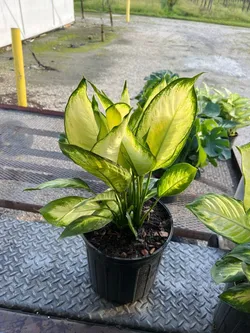 SHOP_BY_CATEGORY_Ornamental_And_Shade_Trees__Store Name