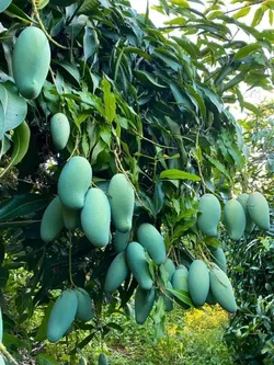 SHOP_BY_CATEGORY_Fruit_And_Fruit_Trees__Store Name