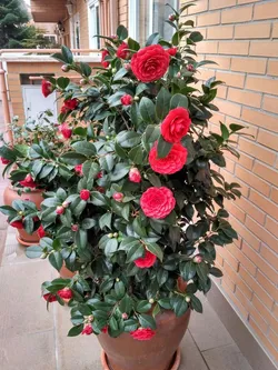 SHOP_BY_CATEGORY_Flowers__Store Name