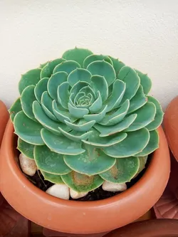 SHOP_BY_CATEGORY_Cacti_And_Succulents__Store Name